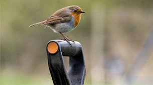 Our top tips for gardening in January