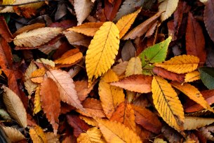 Tips and tricks to consider for effective gardening in October