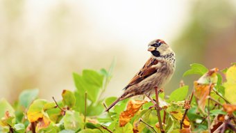 10 ways to brighten up your garden