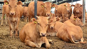 What is cattle bedding sand?