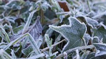 Gardening Tips for December