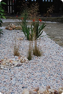 Lilliput garden plant