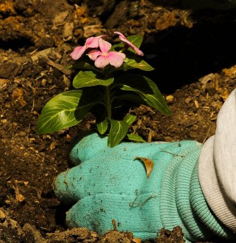 January’s gardening to-do list